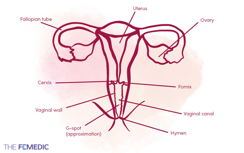 Internal female reproductive anatomy — uterus, ovaries, fallopian tubes, cervix, vaginal canal