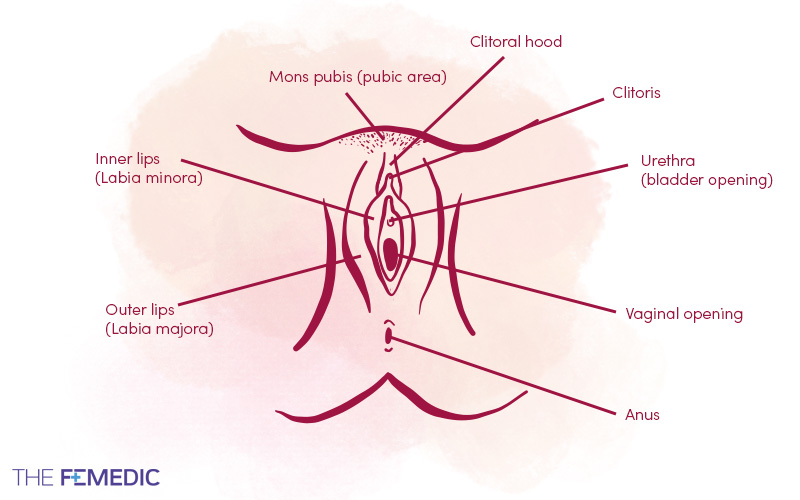 External female anatomy — vulva diagram labelling clitoris, labia, urethra and vaginal opening